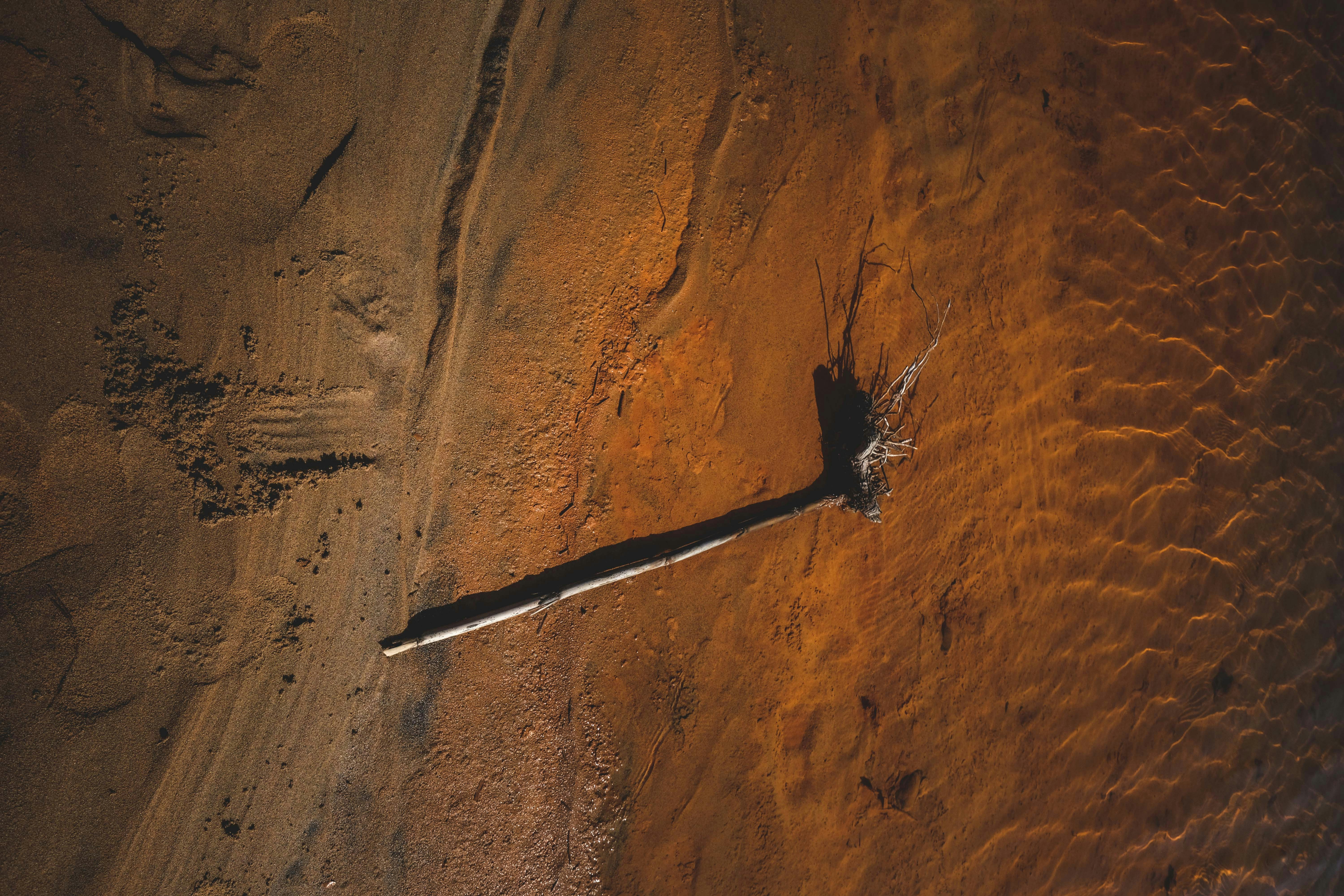 brown and black bird on brown sand